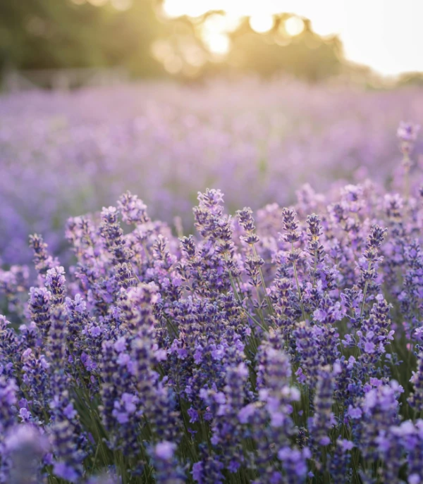 Terapias de psicología - Inspira Psicología